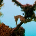 A small seahorse hanging off a seaweed covered fence underwater